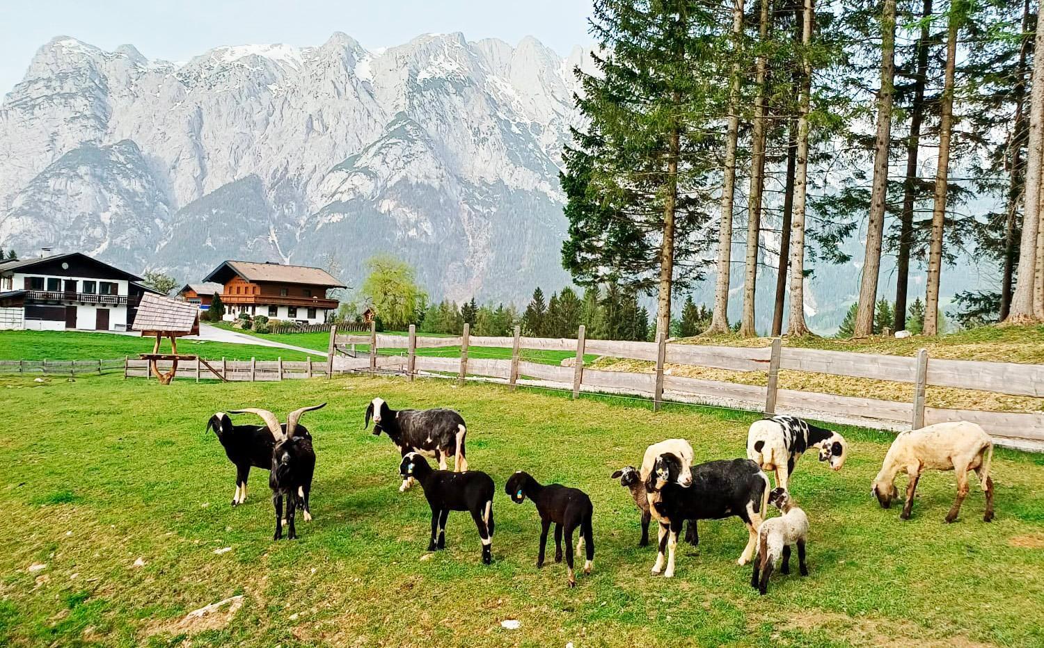 Mountain Residence Riesgut Werfen Exterior foto